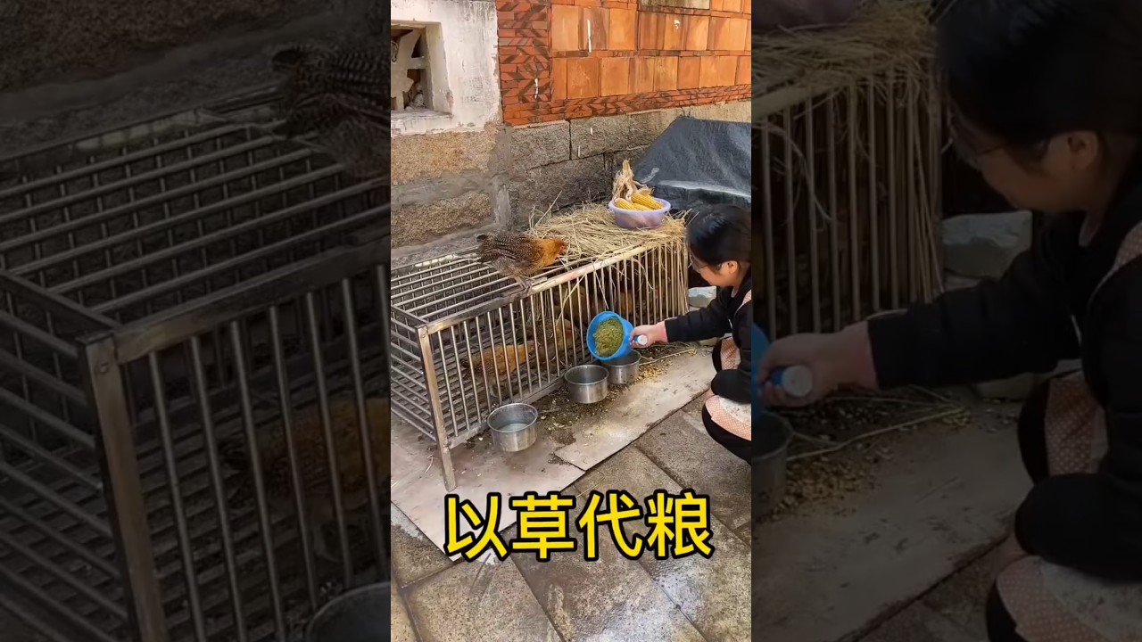 Smart Farming Trick: Vegetable Chopper for Poultry Feed