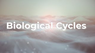 The Rhythm We Expect: How Biological Cycles Shape Probability Intuition