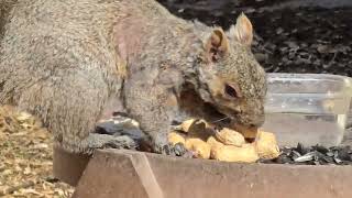 SquirreloVision! Sleepy squirrel, noisy neighbour, blue jay come and go, I take a tumble (earlier).