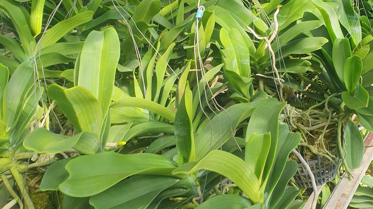 đai châu đẹp chơi hoa tết @916594696