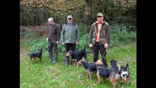 good pig hunting dogs