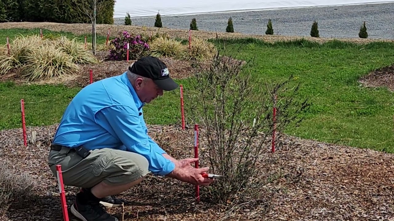 How To Prune Butterfly Bushes // Get BIGGER & BETTER Flowers & Better RESULTS