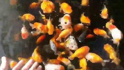 Làm hồ xi măng nuôi cá ba đuôi, cá vàng tuyệt đẹp