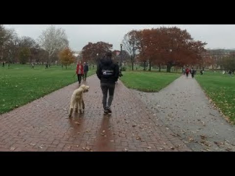 Best Dog Training in Columbus, Ohio! 6 Month Old Standard ...