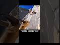 岩山を駆け抜けるシカ視点の映像がヤバすぎる #シカ #動物