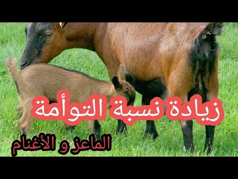 فيديو: لماذا يفرز الماعز الكرات
