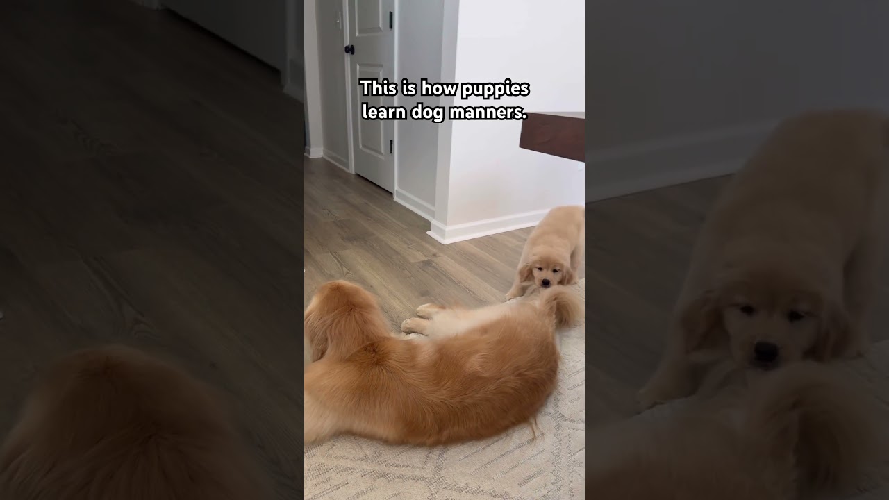 Did you know how powerful it is for a calm trained adult dog to provide corrections to puppies? #dog