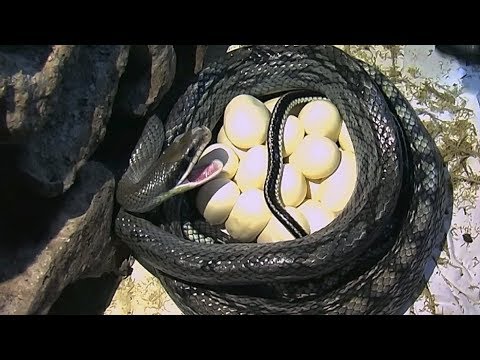 Видео: Связывание яиц у рептилий