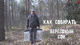 видео Полезный березовый сок: когда и как собирать, хранить, пить