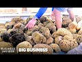 How this florida town became the sea sponge capital of the world  big business  business insider