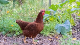 Chickens In The FOOD FOREST, Permaculture Gardening With Chickens