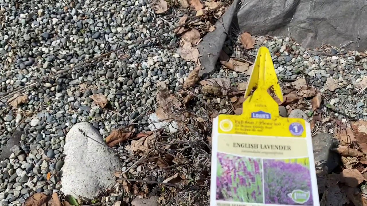 English Lavender / Spring 2020 / What grow in Alaska? YouTube