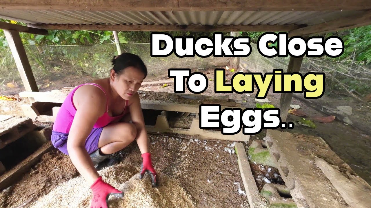 Getting Ready For Duck Breeding Season YouTube getting-ready-for-duck-breeding-season-youtube