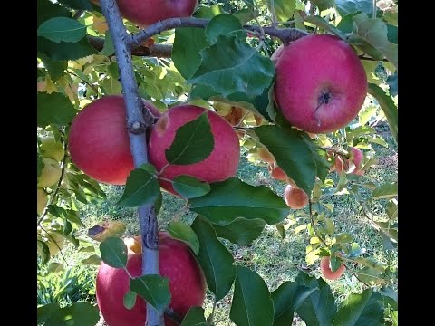 Picking Pink Lady Apple