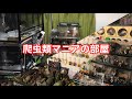 グッズに生体…爬虫類マニアの部屋がガチ過ぎた！！