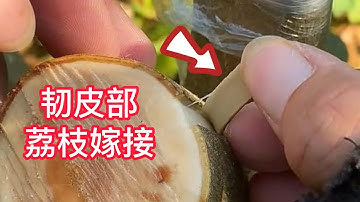 荔枝果樹秋季嫁接的操作過程，教你如何挑皮嫁接果樹新品種，成活率高，長勢快   The operation process of lychee fruit tree grafting in autumn