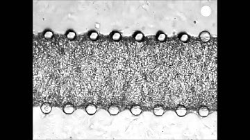 Beating heart on a chip: a novel microfluidic platform to generate functional 3D cardiac...