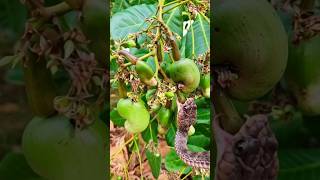 A Beautiful Russel Viper Snake Is Trying To Eat Green Cashew Fruit