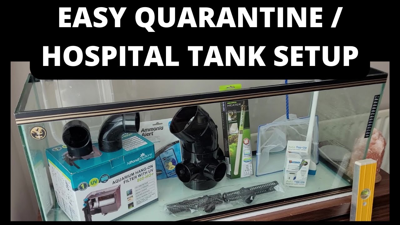 EASY AND CHEAP QUARANTINE TANK SETUP YouTube