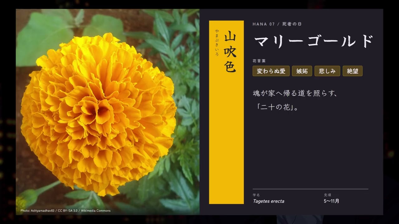 【睡眠導入】知識欲を満たそう第6回【花言葉について】