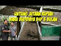 120.UNTUNG JUTAAN RUPIAH DENGAN BUDIDAYA BSF