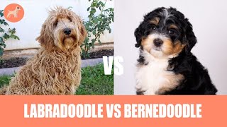 Labradoodle vs Bernedoodle: Which One To Get?