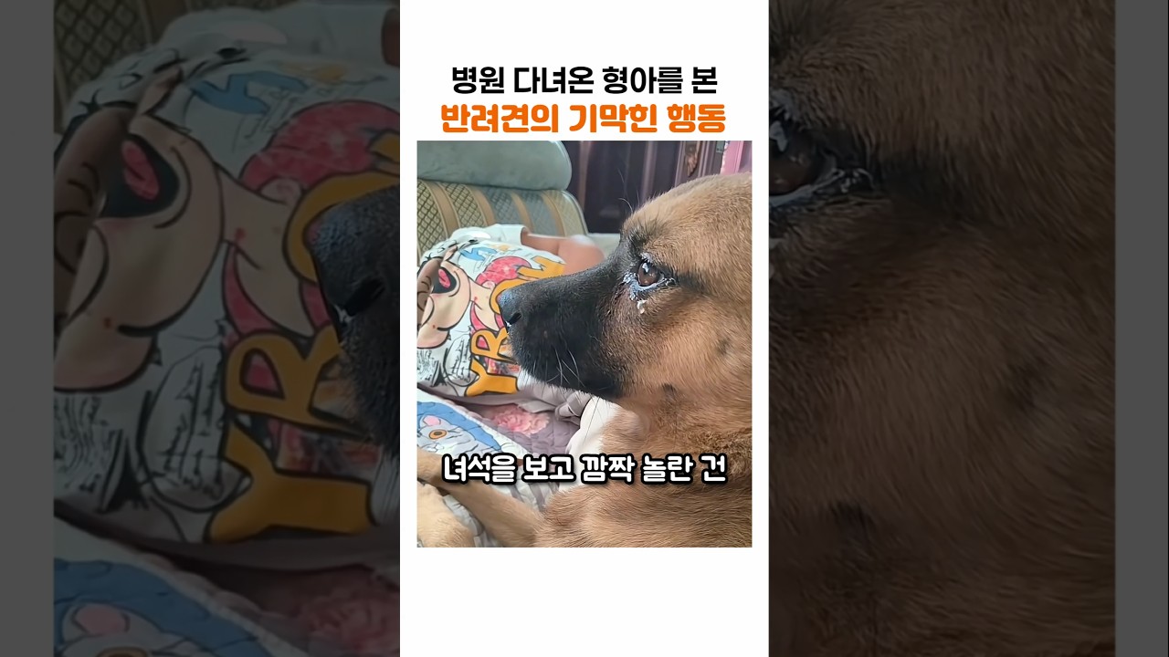 병원 다녀온 주인을 본 댕댕이의 기막힌 행동