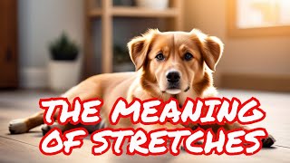 Why Do Dogs Stretch When They See You?