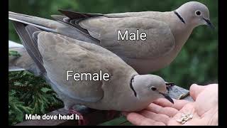 Dove Bird Male Female Resimi