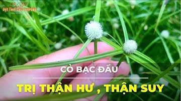 Cỏ Bạc Đầu - Cỏ Bạc Đầu Trị Bệnh Thận , Chữa Viêm Xoang Và Công Dụng | Đặt Tính Các Loại Cây