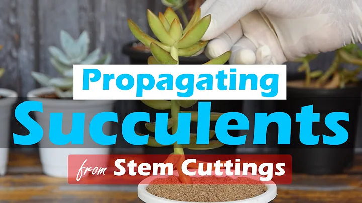 Propagating Succulents from Stem Cuttings