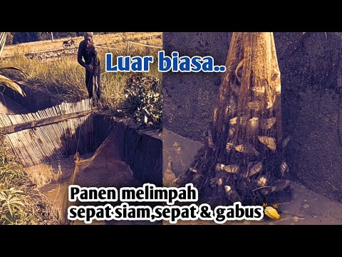 Luar biasa...!!Panen melimpah di tambak mini,sepat siam,betok,sepat ...