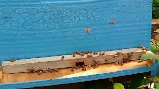 تربية نحل العسل في المغرب مشروع تربية النحل في المغرب Honey bee breeding in Morocco