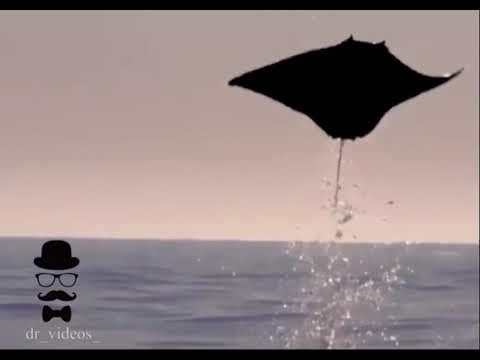 سمك الراي اللاسع