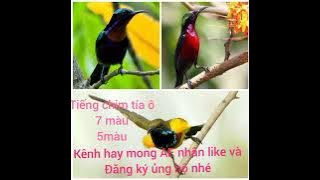 Tiếng chim hút mật tía ô 7màu 5màu giọng chuẩn không tạp âm dành cho AE bẫy loa chuyên nghiệp🔥