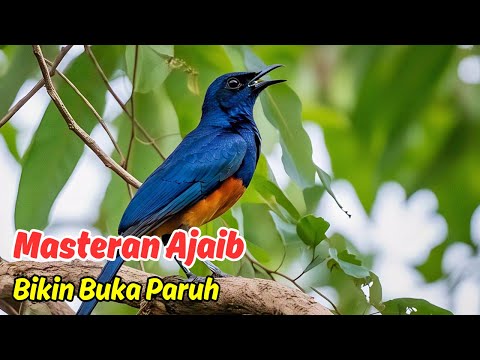 Murai Batu Gacor