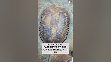 Rare Fezouata Trilobite Fossil: A 470-Million-Year-Old Giant Revealed!
