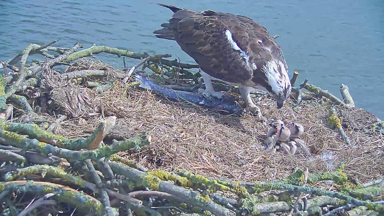 maya feeding chick 3 YouTube