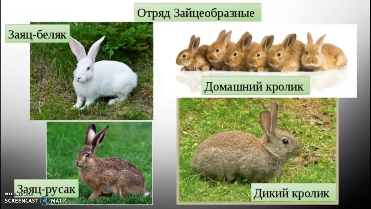 К какому типу относится кролик. Дикий кролик отличие от зайца. Зайцеобразные представители заяц. Заяц и кролик. Заяц и кролик отличия.