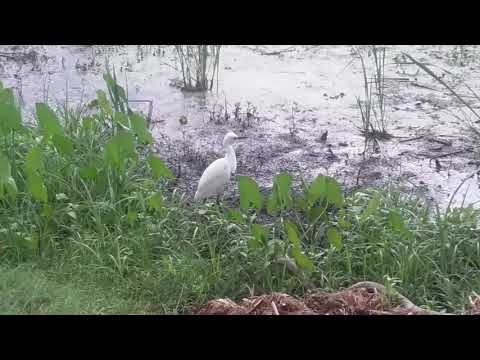 funny-white-bird