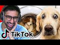 TikTok Try Not To Laugh: Pet Edition