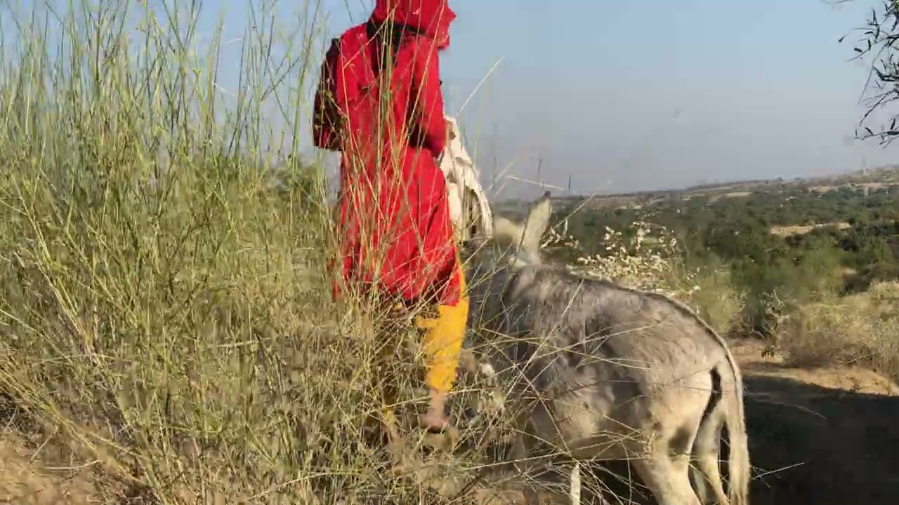 What The Donkey Did… We Never Even Imagined This 🤣🐴