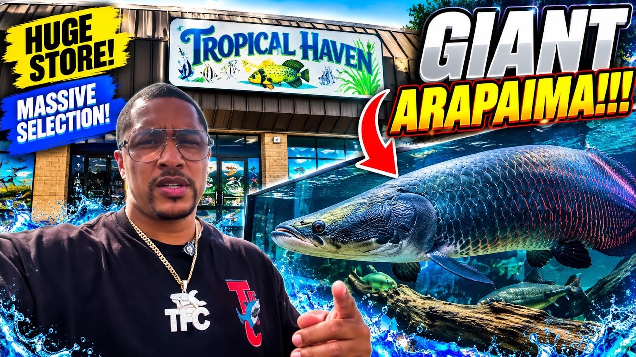 THIS FISH STORE IS HUGE… BUT THE GIANT ARAPAIMA STOLE THE SHOW!! 😱🐟 | TROPICAL HAVEN