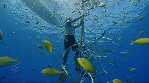 Fish Aggregation Device (FAD) Freediving Underwater Teaser