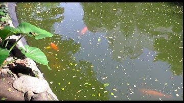 Nước hồ cá Koi có mùi tanh và cách xử lý | Koi aquarium water has a fishy smell and how to handle it