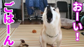 柴犬小春　ご飯を忘れられたと勘違いした柴犬の悲痛な叫び【ASMR】鹿ミンチ取ってくるよってに