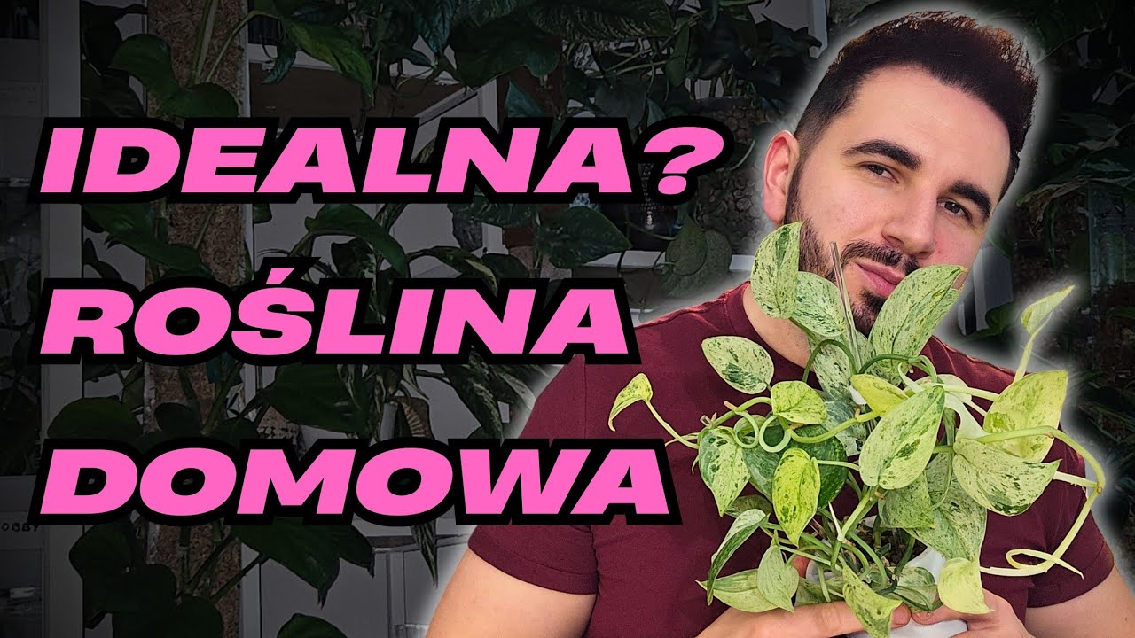 Najłatwiejsza roślina domowa ? Scindapsus Jade Satin Marble 