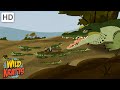 Crocodile Behavior and Hatchling Rescue