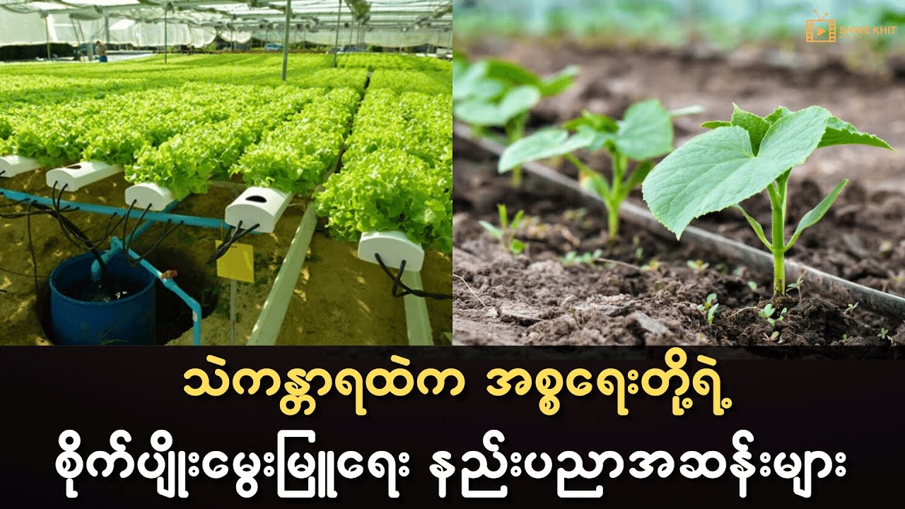 သဲကန္တာရထဲက အစ္စရေးတို့ရဲ့ စိုက်ပျိုးမွေးမြူရေး နည်းပညာအဆန်းများ