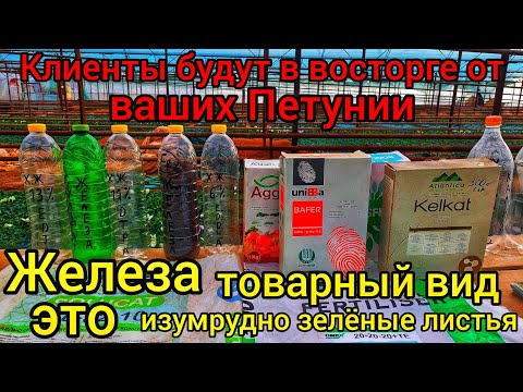 Видео: Что такое хелатное железо – как и когда применять хелаты железа в саду